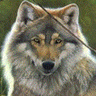 werewolf2150